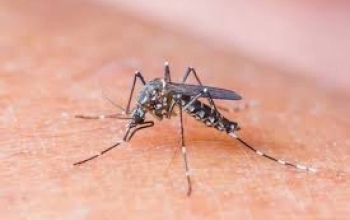 Mortes por dengue acendem novo alerta em Minas Gerais